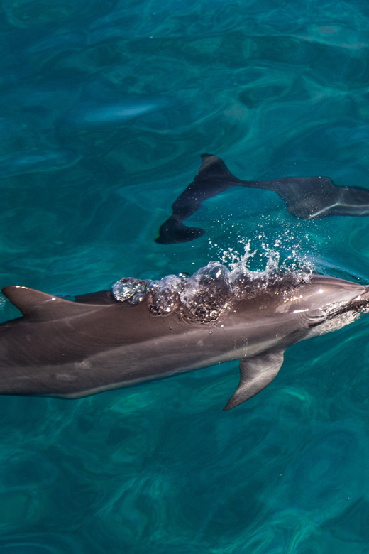 Oahu: Dolphin Watching With Lunch and Ocean Sports - Experience Highlights