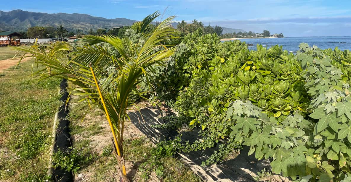 Oahu: Shoreline Restoration Tour W/ Native Plants & Animals - Experience Highlights