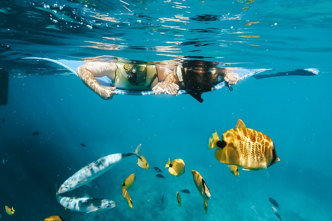 Oahu: Swim With Dolphins, Turtle Snorkel, Waterslide Activities - Whats Included in the Tour