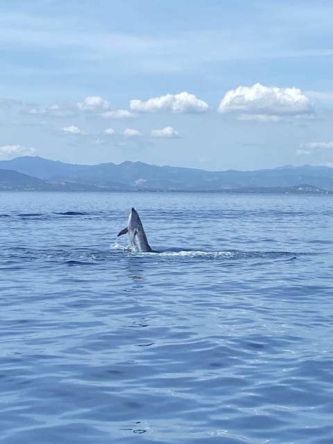 Olbia: Sunset and Dolphin Watching - Itinerary