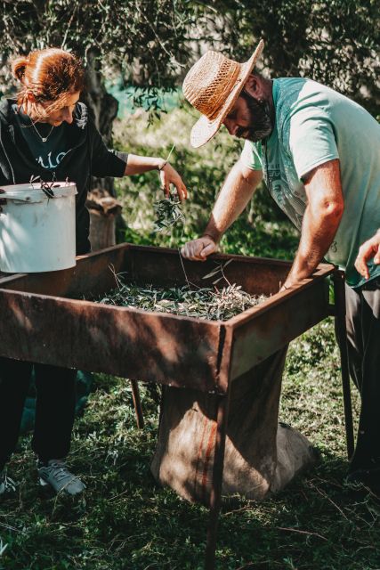 Olive Harvesting & Olive Oil Tasting - Experience Highlights