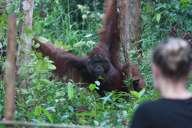 Orangutan Safari Kelotok Houseboat 3 Days 2 Nights Private - Activities on the Itinerary