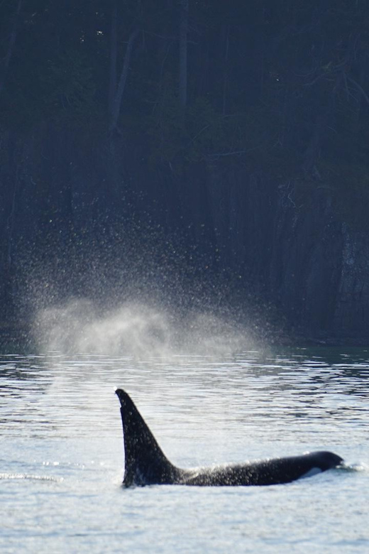 Orcas Island: Whale and Orca Guided Speedboat Tour - Activity Highlights