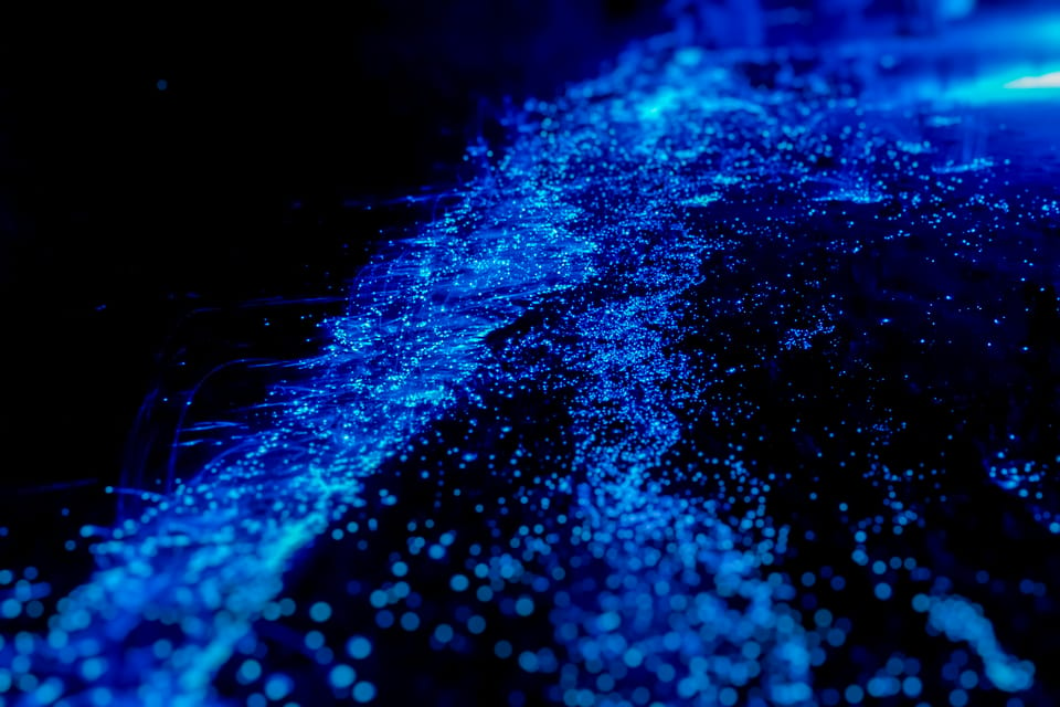 Orlando: Bioluminescence Kayak Tour - Experience Highlights