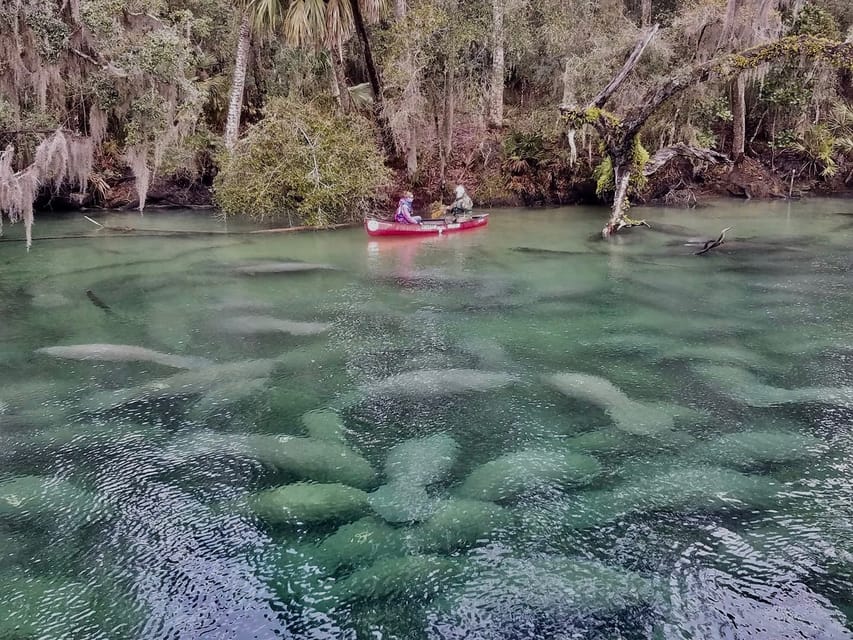 Orlando: Kayaking Tour With Manatee Encounter - Tour Details