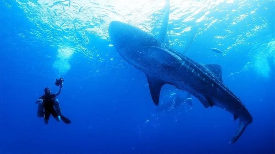 Oslob Cebu: Whaleshark Scuba Diving & Sumilon Sanctuary - Itinerary and Locations