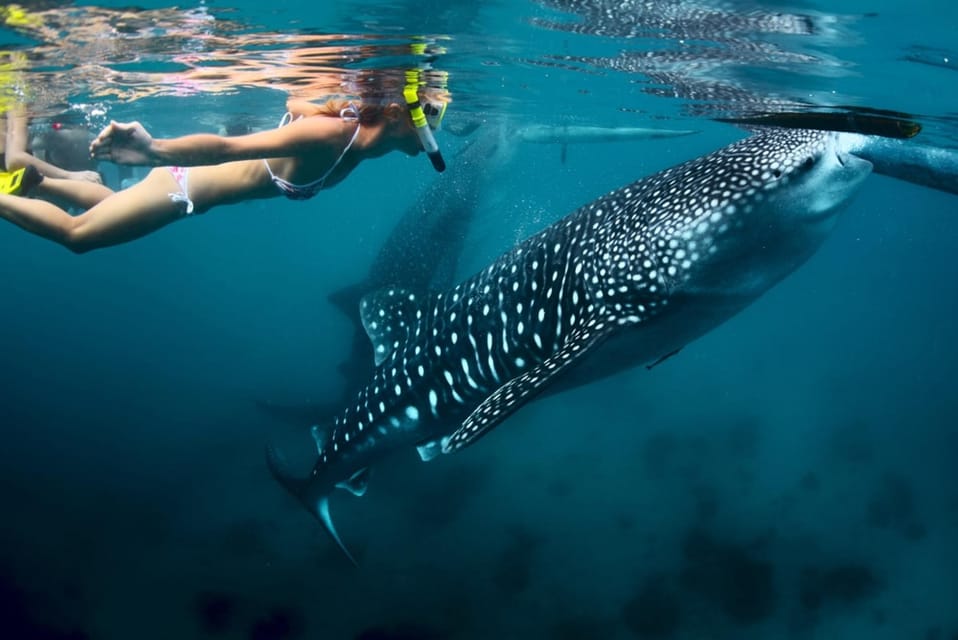 Oslob Cebu Whaleshark + Tumalog Waterfalls, From Cebu - Experience Details