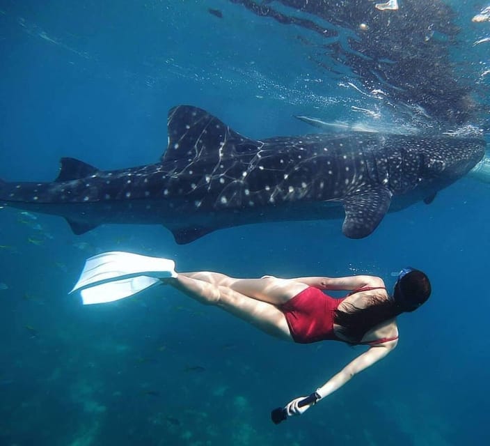 Oslob Cebu Whaleshark Watching Adventure - Inclusions and Exclusions