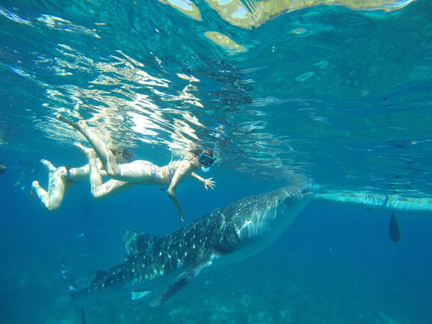 Oslob Whale Shark Snorkeling & Island Hopping to Sumilon - Whale Shark Snorkeling