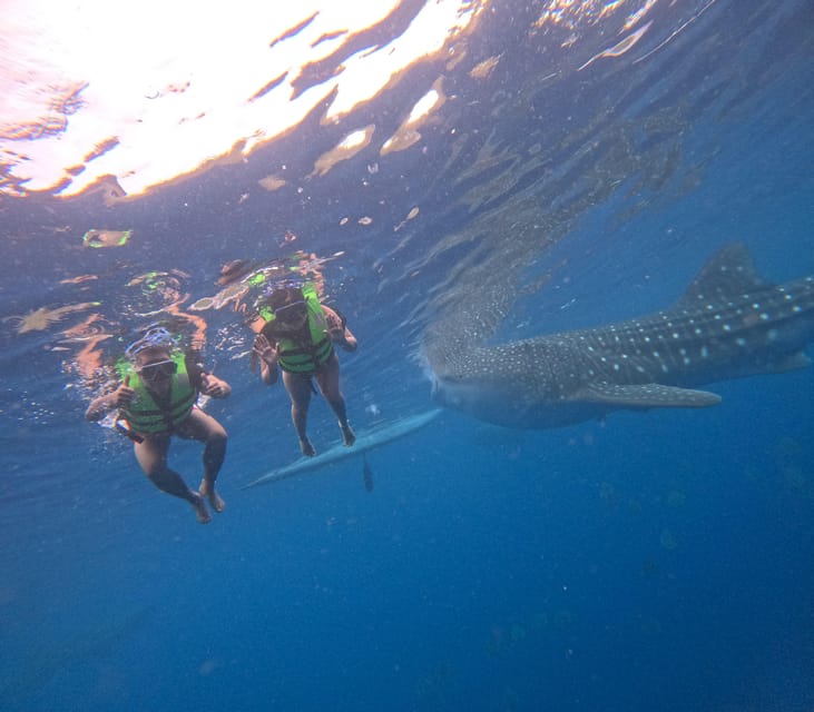 Oslob Whale Shark Watching and Sumilon Sandbar Tour - Highlights of the Tour