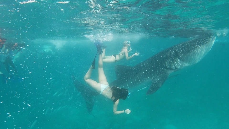 Oslob: Whale Shark Watching and Tumalog Falls Tour - Whale Shark Encounter