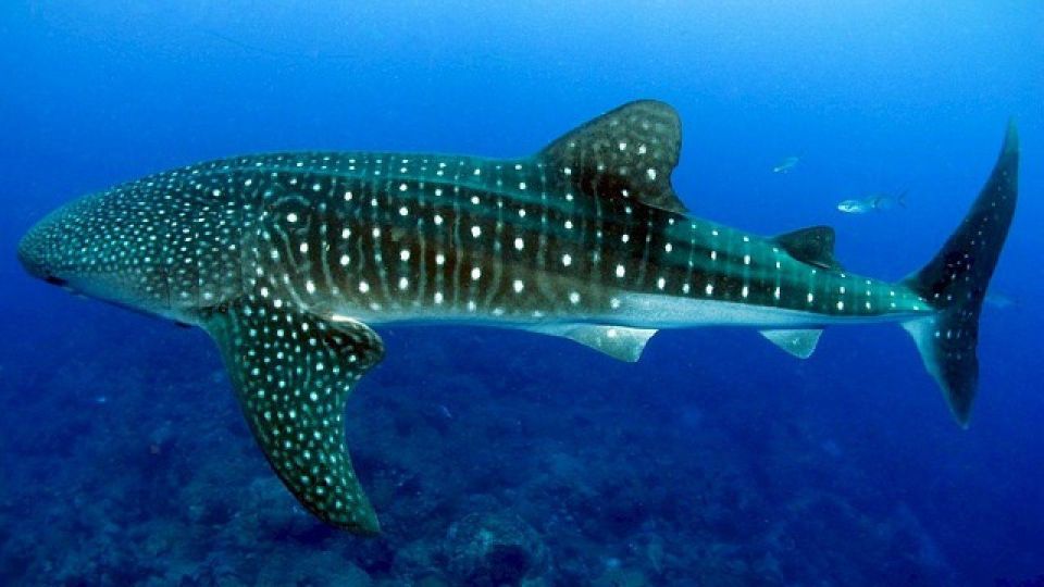 Oslob Whaleshark & Canyoneering Adventure - Itinerary and Highlights