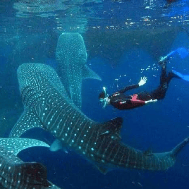 Oslob: Whaleshark Swimming, Sumilon Island & Simala Visit - Transportation and Included Services