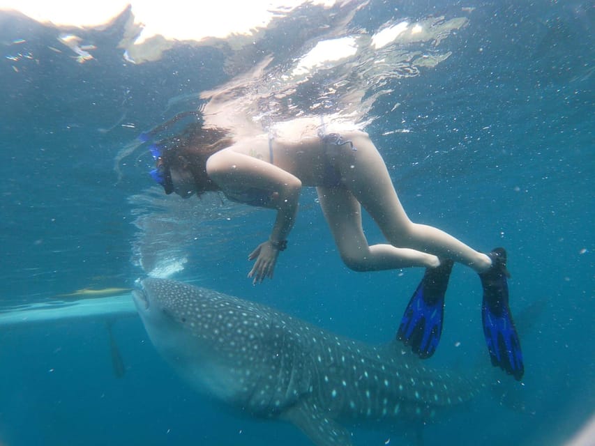 Oslob: Whalesharkwatching, Sumilon Sandbar & Cuartel Ruins - Itinerary and Pickup Locations