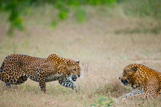 Overnight Private Leopard Safari With Luxury Tented Camping - Luxury Tent Accommodations