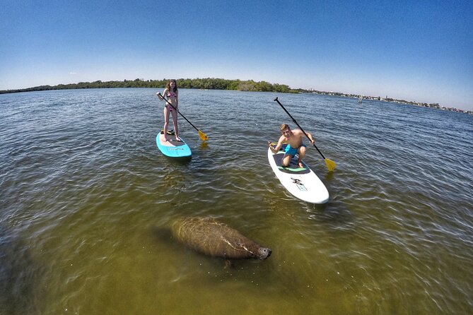 Paddle Boarding Eco Adventure Tour Jupiter Florida - Singer Island - Wildlife Encounters