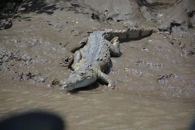 Palo Verde Boat Tour From Playa Flamingo - Tour Inclusions
