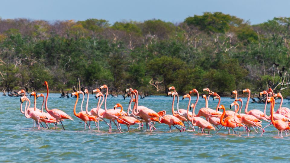 Palomino: Sanctuary of Flamingos Day Tour - Tour Highlights