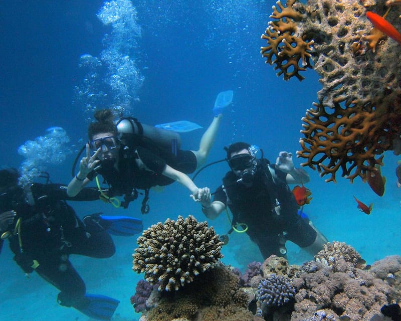 Panglao Bohol: Try Scuba Diving at Napaling and Sardines - Itinerary and Activities