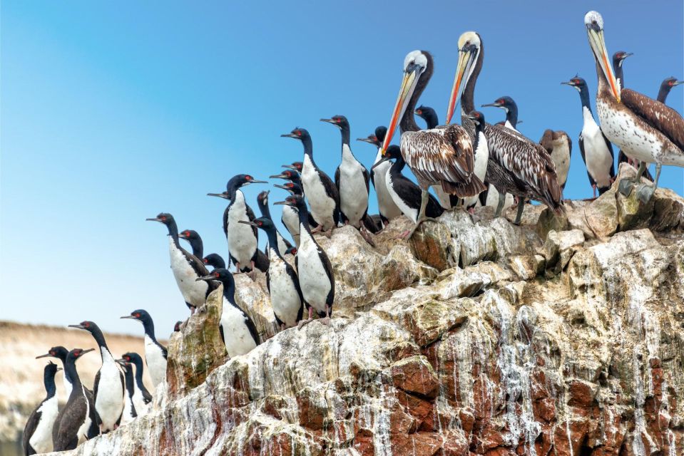 Paracas: Observation of Marine Fauna in Ballestas Islands - Marine Fauna Encounter