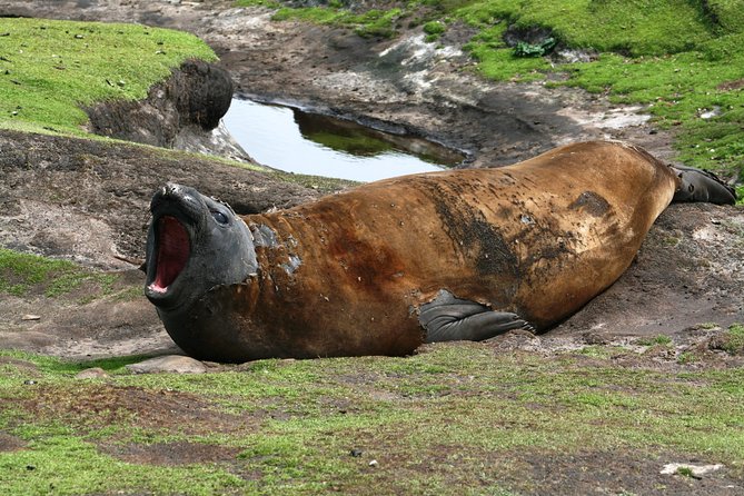 Penguins, Elephant Seals and City Attractions at Falkland Islands - Wildlife Viewing Opportunities