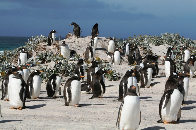 Penguins, Elephant Seals and City Attractions at Falkland Islands - Experience With Specialized Vehicles