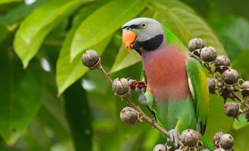 Phu Quoc: Vinpearl Safari Park Entry Ticket - Animal Species Overview