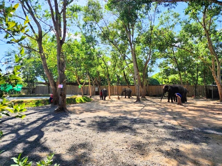 Phuket: Feeding Elephants at Phuket Elephant Care - Experience Highlights