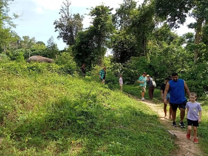 Phuket: Walk and Plant at Elephant Nature Park Visit - Experience Highlights