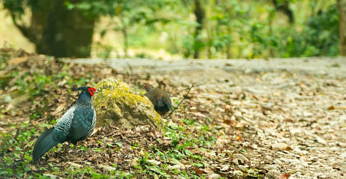 Phulchowki Bird Watching Day Hiking - Scenic Highlights