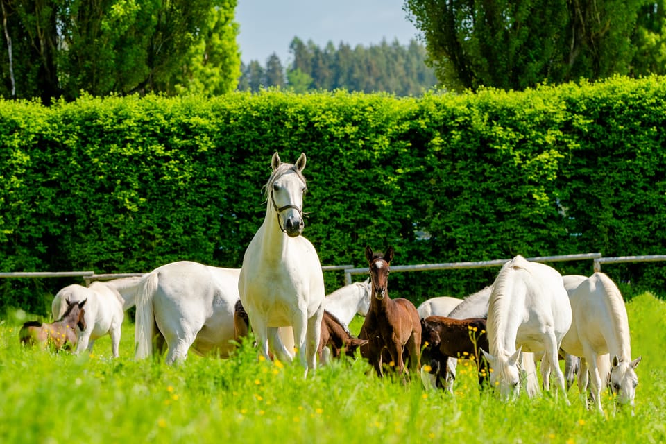 Piber: Lipizzan Stud Guided Tour - Customer Feedback and Ratings