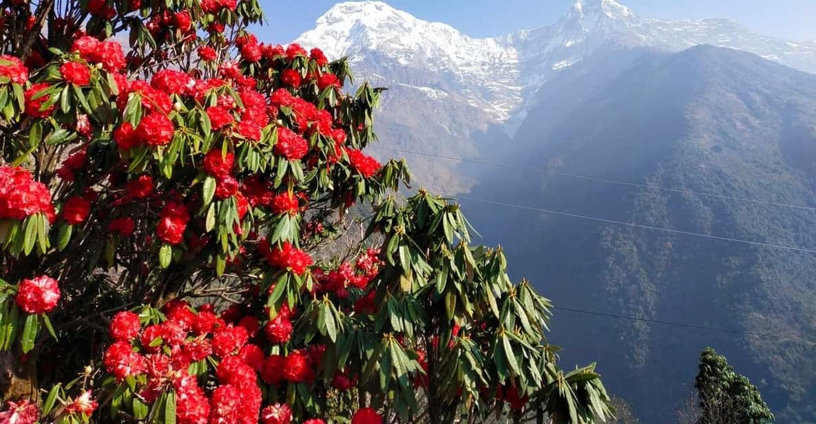 Pokhara: 3-Day Australian Camp, Dhampus, Ghandruk Trek … - Pricing Details