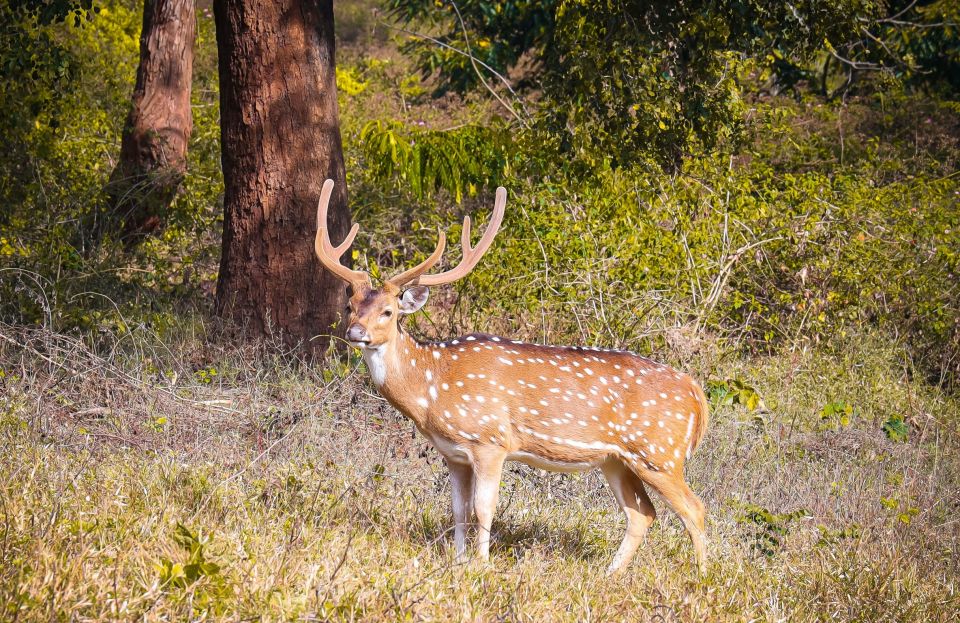 Pokhara: 3-Day Culture Wildlife and Jungle Safari Experience - Itinerary Breakdown