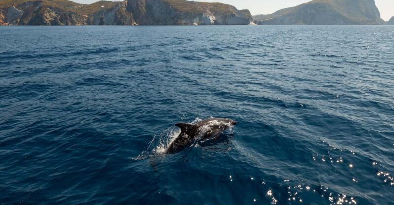 Ponza: Island & Palmarola Cruise With Swimming & Lunch - Itinerary Highlights