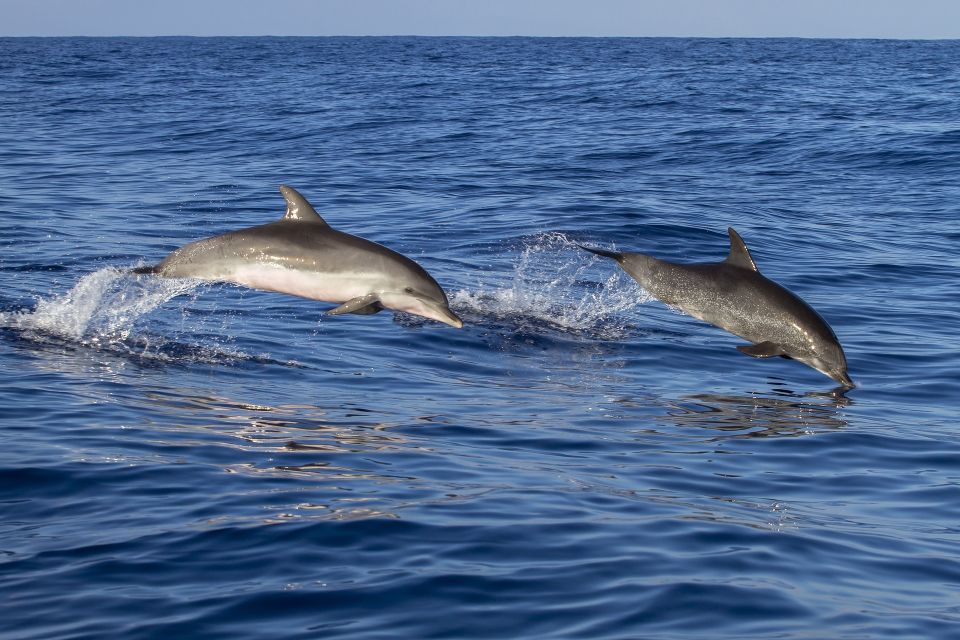 Poreč: Dolphin Spotting Cruise With Included Drinks - Experience Highlights