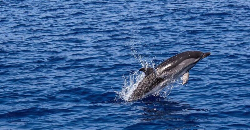 Portisco: Dolphin Watching Boat Tour - Itinerary and Highlights