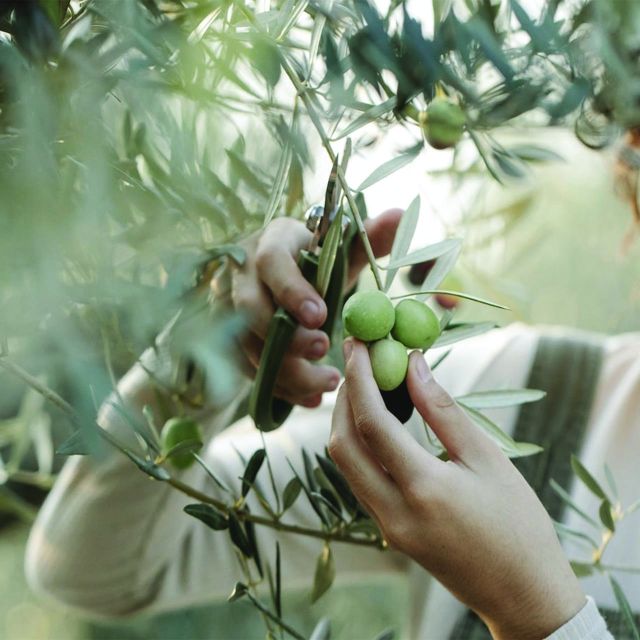 Porto Cesareo: Olive Grove Tour With Oil and Wine Tasting - Experience Highlights