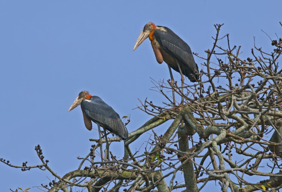 Prek Toal Bird Sanctuary and Great Lake Tour in Cambodia - Itinerary Details