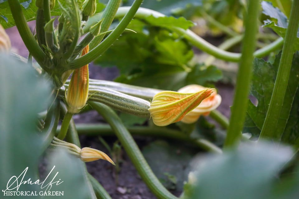 Private: Amalfi Organic Lemon Tour & Tasting - Sustainable Agriculture and Natural Engineering