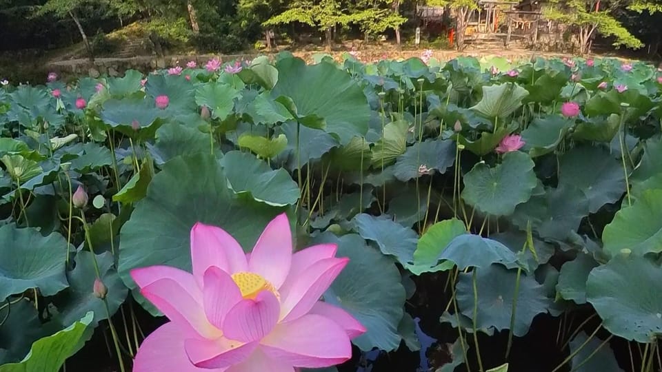 (Private) Cyclingtour in Arashiyama: EBIKE Tour With Guide - Pricing and Booking Details