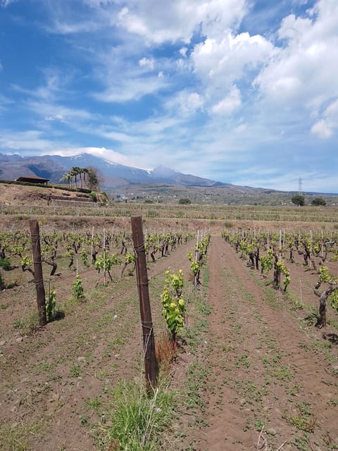 Private Etna Wine Tour - Itinerary Details