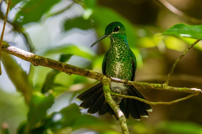 Private Excursion in Cloud Forest in Puntarenas - Meeting Point and Accessibility