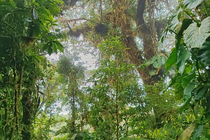 Private Guided Walk to the Santa Elena Cloud Forest Reserve - Private Exploration Opportunity