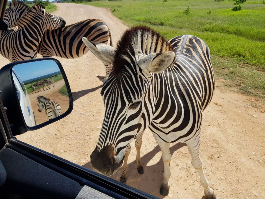 Private Half Day Addo Elephant National Park Safari - Wildlife Experience