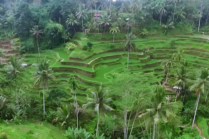 Private Half-Day Tour: The Best Ubud Half Day Trip Packages - Exploring Ubud Monkey Forest