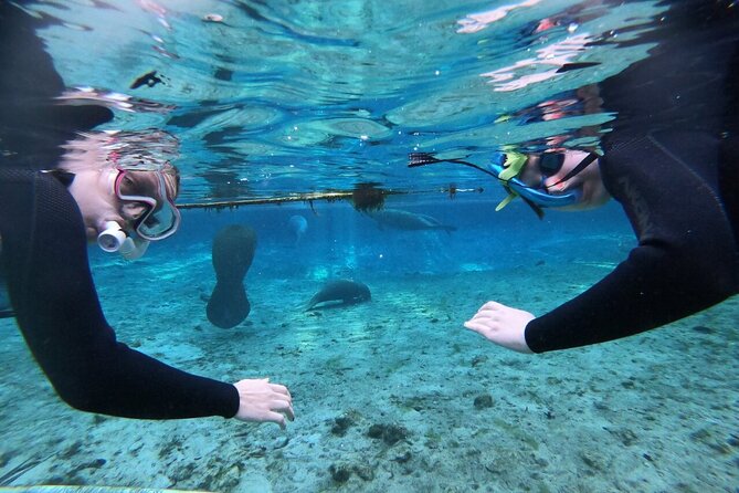 Private Manatee Snorkeling Tour - Inclusions and Amenities