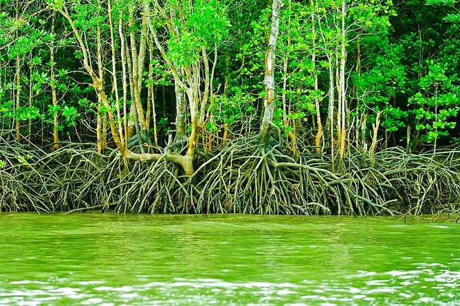Private Mangrove Tour 3 Hour (max 8 People) - Scenic Experiences