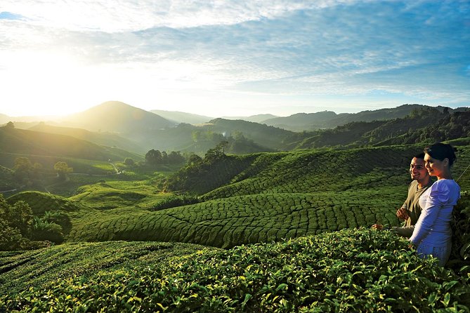 Private Nature Trip to Cameron Highlands From Kuala Lumpur - Transportation Details