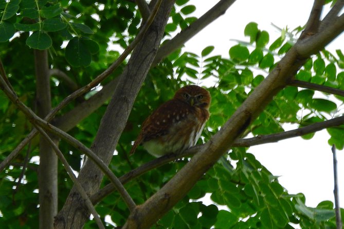 Private Navigation Through Mangroves Forest/ Beach Time/ Chocolate Experience - Tour Details