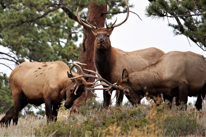 Private Rocky Mountain National Park From Denver and Boulder - Park Highlights and Features